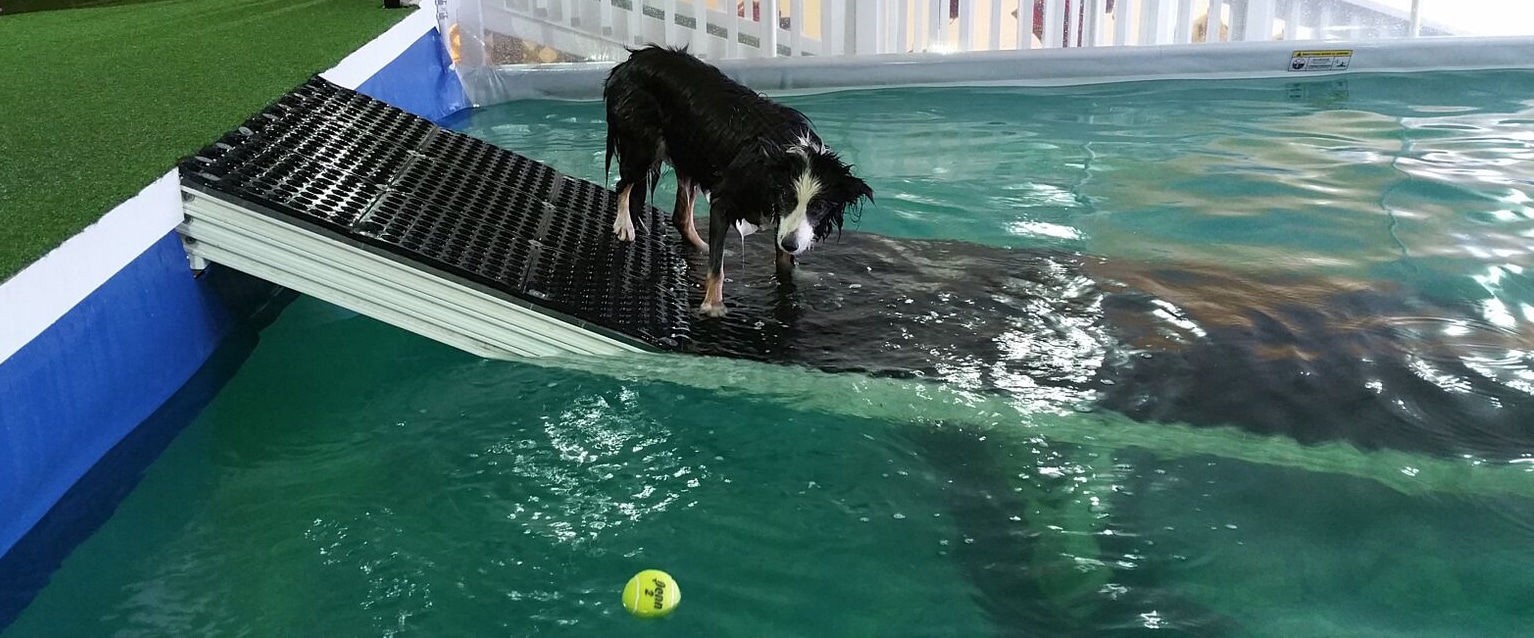A Loyal Companion | Canine Swimming | Exercise & Lessons