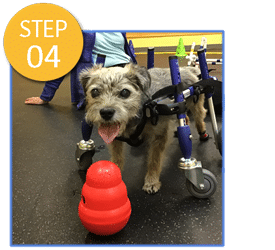 A Loyal Companion | Canine Mobility Equipment | Orthotics | Carts