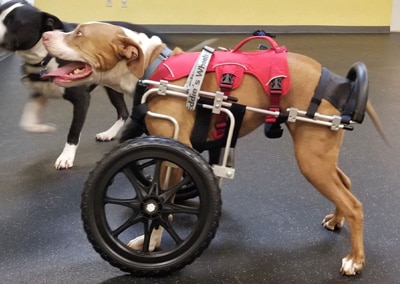 A Loyal Companion | Canine Mobility & Swim Center