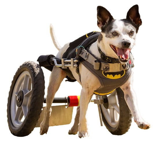A Loyal Companion | Canine Mobility & Swim Center | DVM Refer a Case