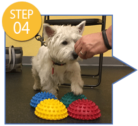 A Loyal Companion | Canine Fitness | Dog Gym