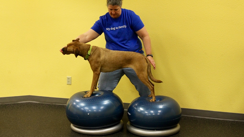 A Loyal Companion | Canine Fitness | Dog Gym