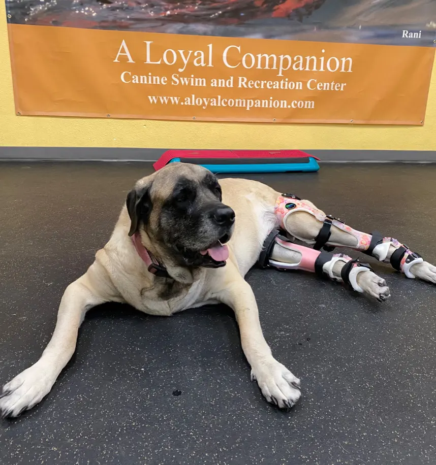 Dog wearing mobility aids on legs