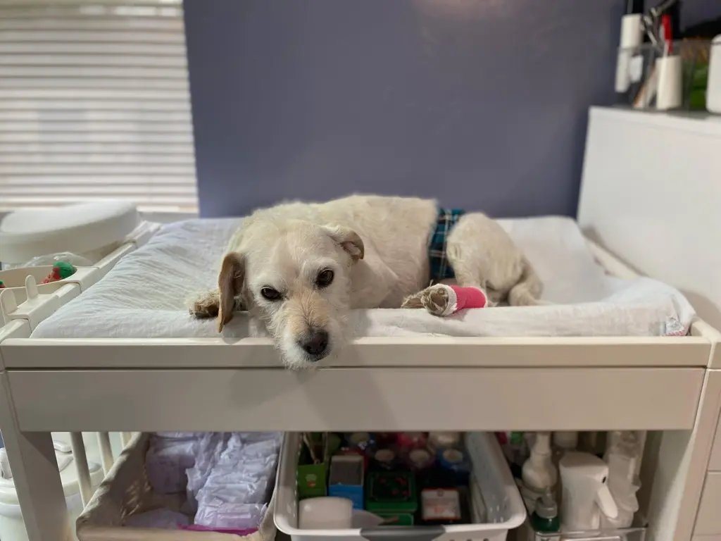 Dog on changing table wearing incontinence aid
