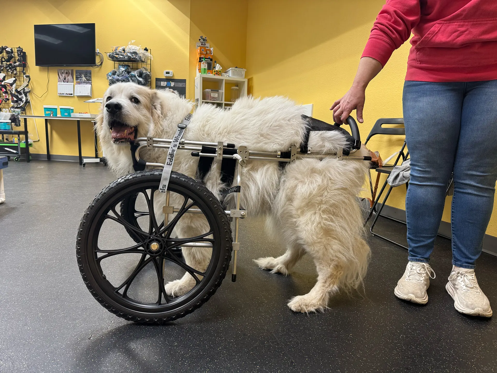 Large white dog with a front wheel cart