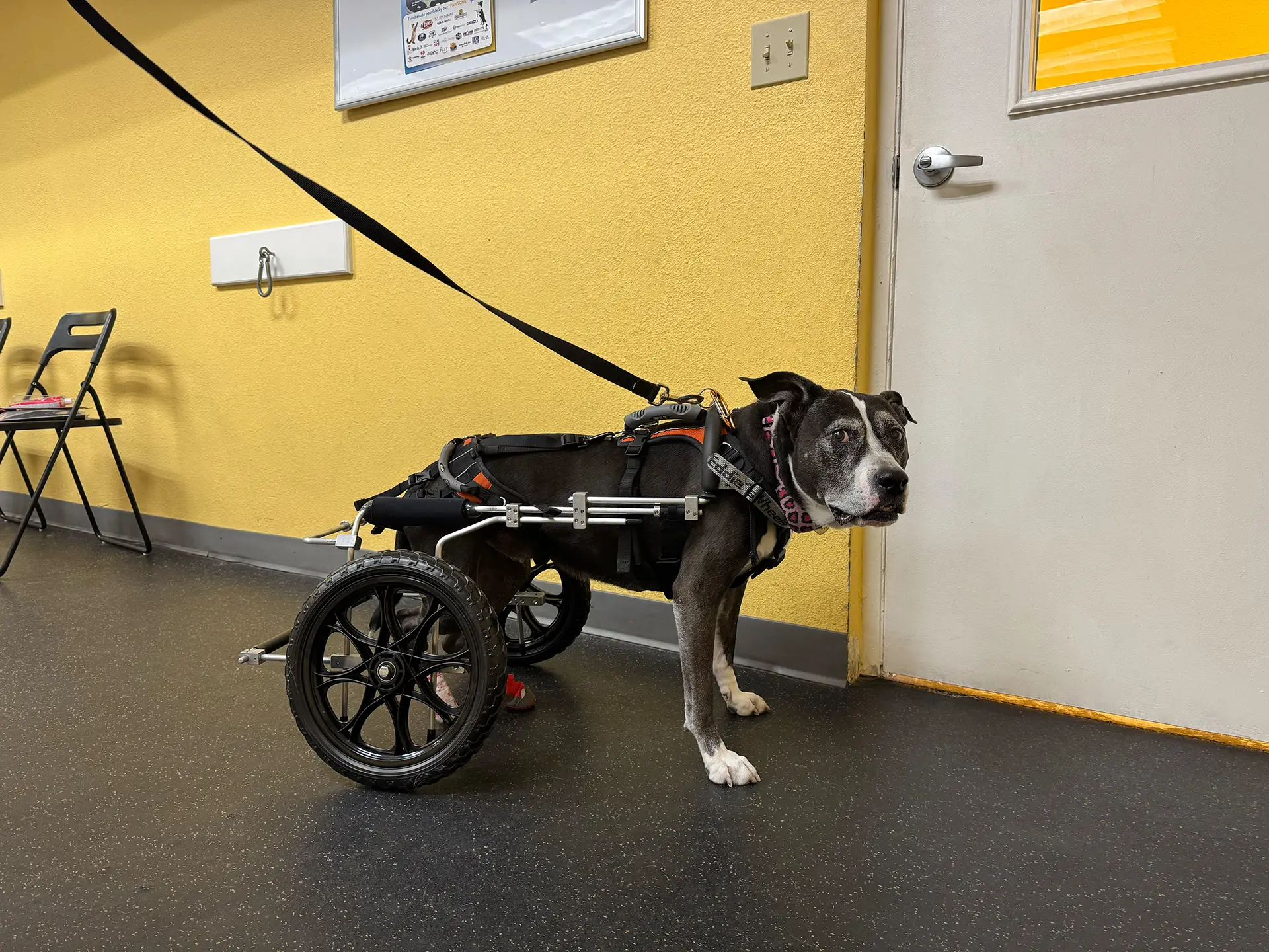 Black senior dog with a rear wheel cart