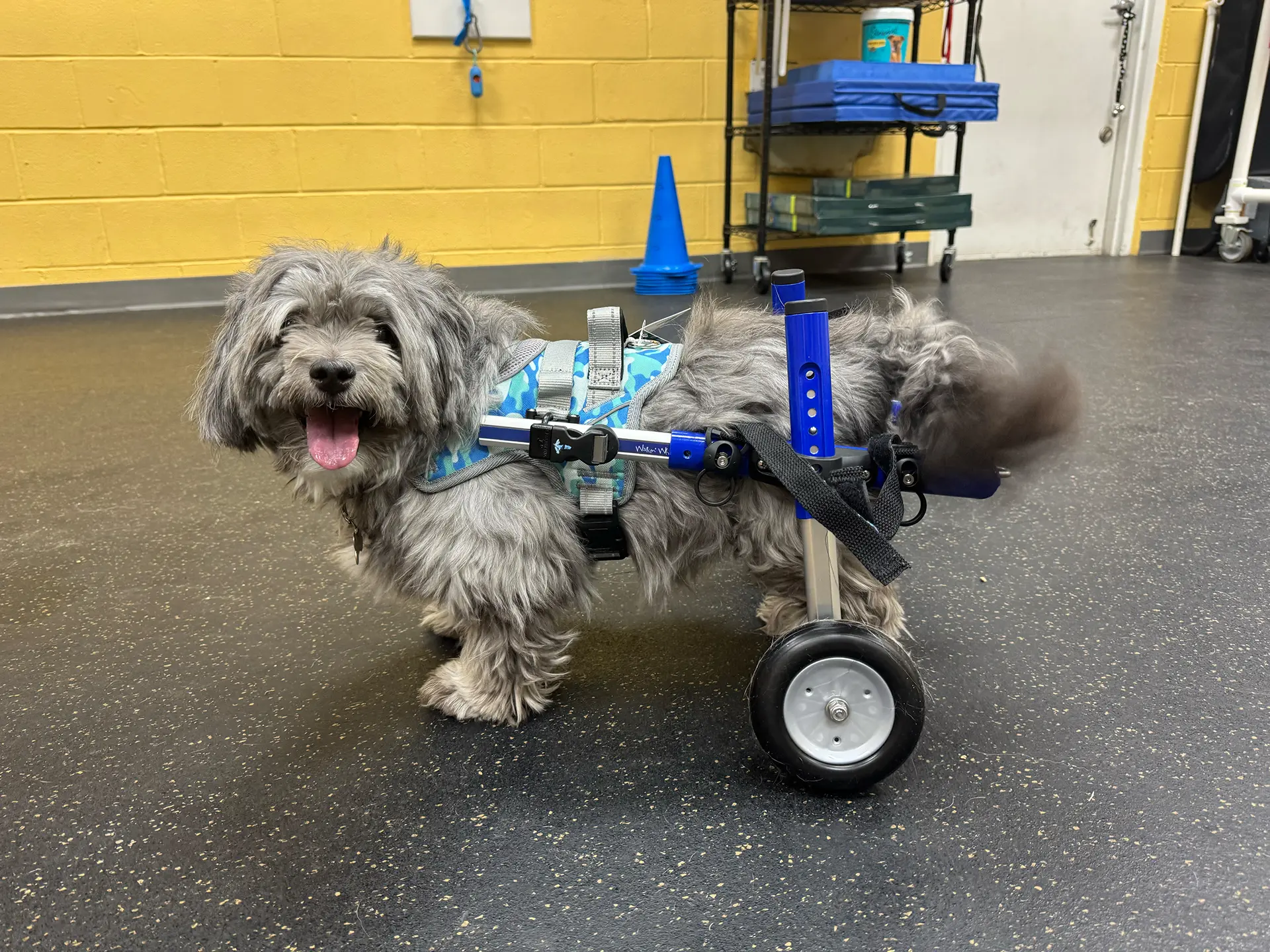 Small grey dog wearing a rear wheel cart with its tongue out