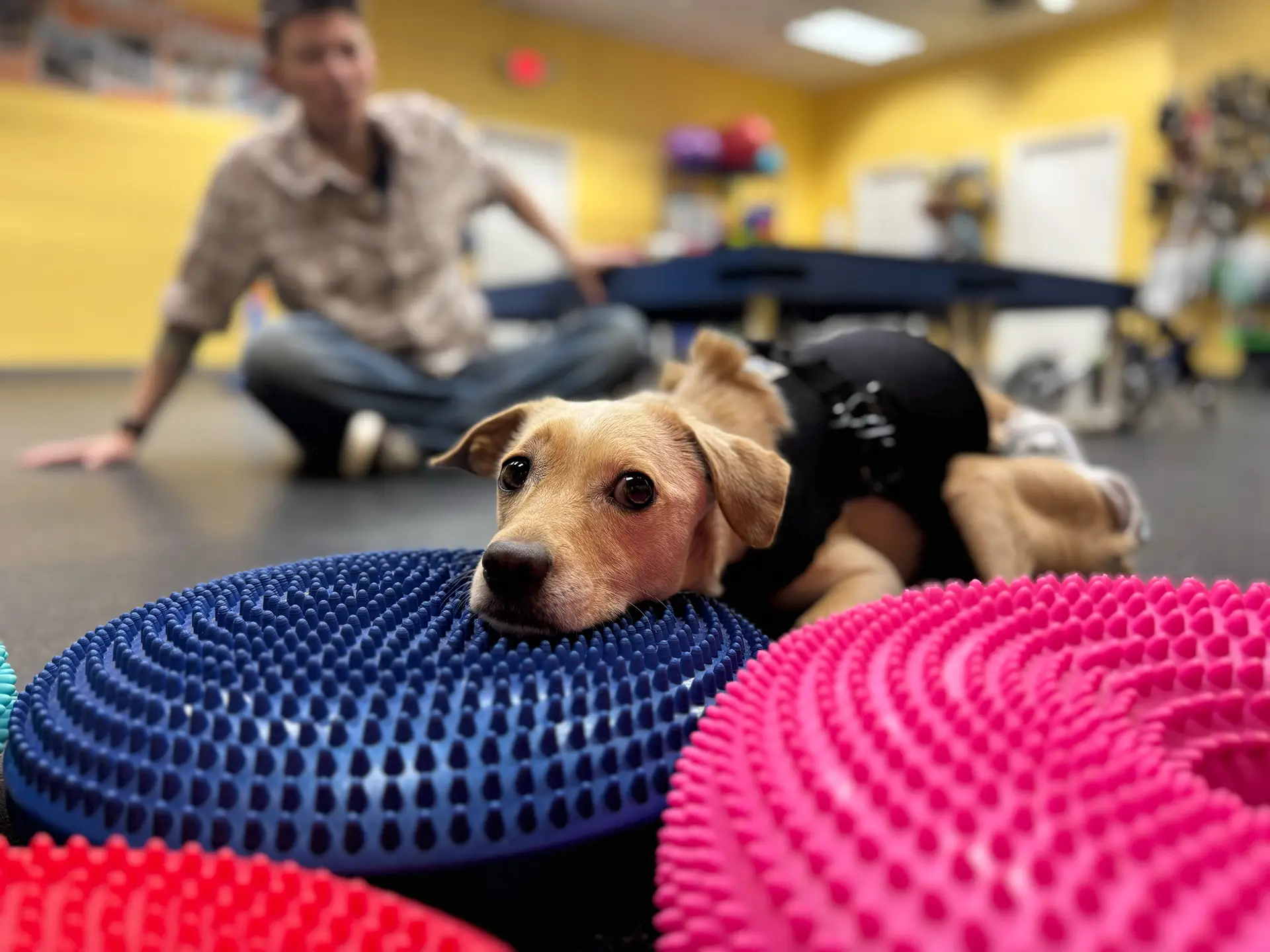 Dog resting on textured rehab discs after fitness session