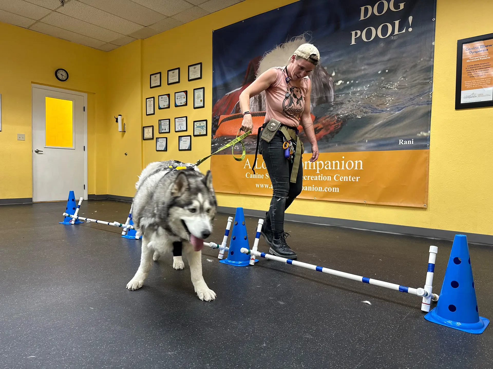 Husky doing rehab exercise over poles