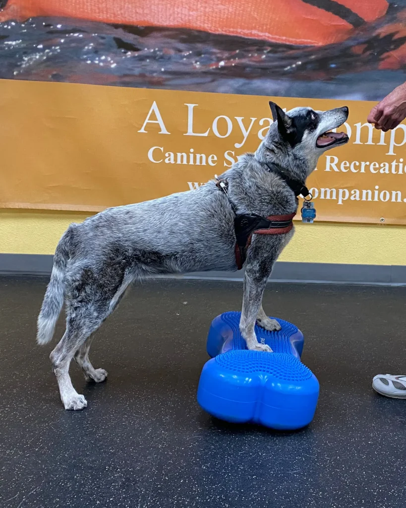 Blue Heeler standing on balance disc during canine fitness session