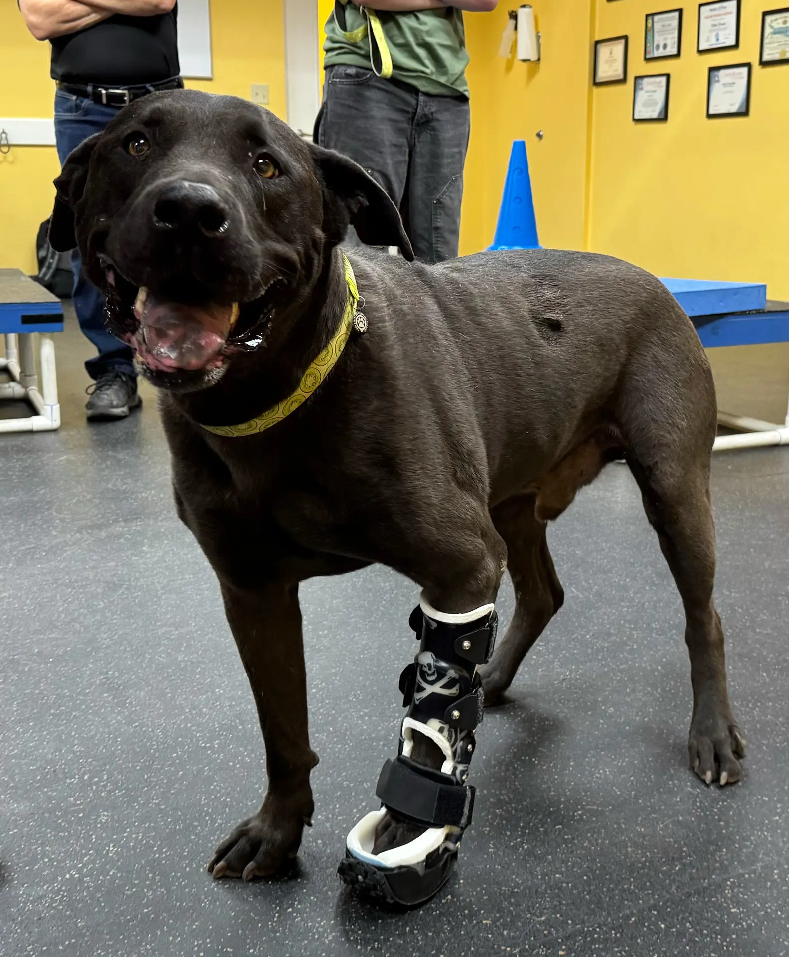Smiling dog with wrist brace
