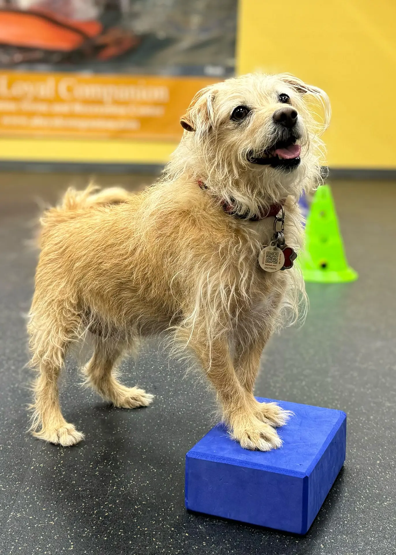 Dog smiling and standing on blue block
