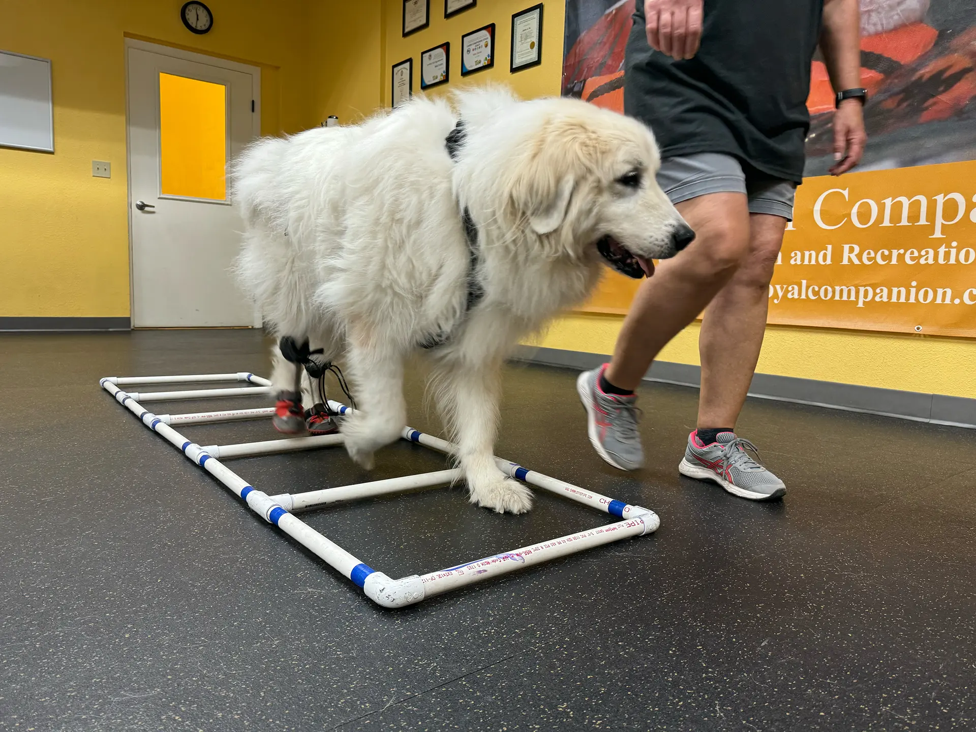 Large, fluffy, white dog walking during session