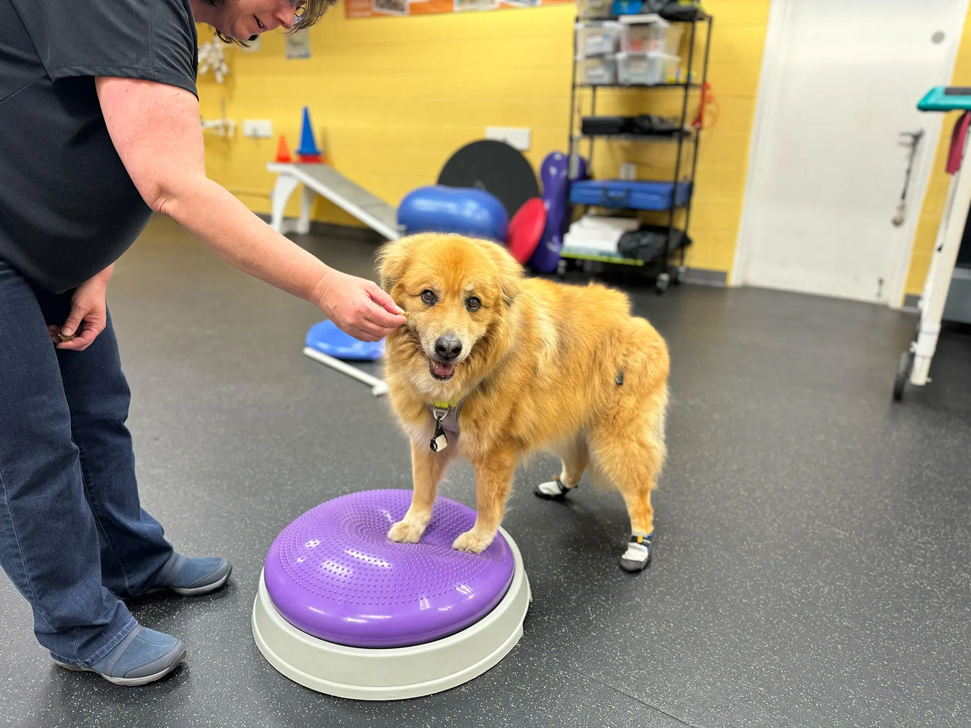 Golden dog standing on equipment