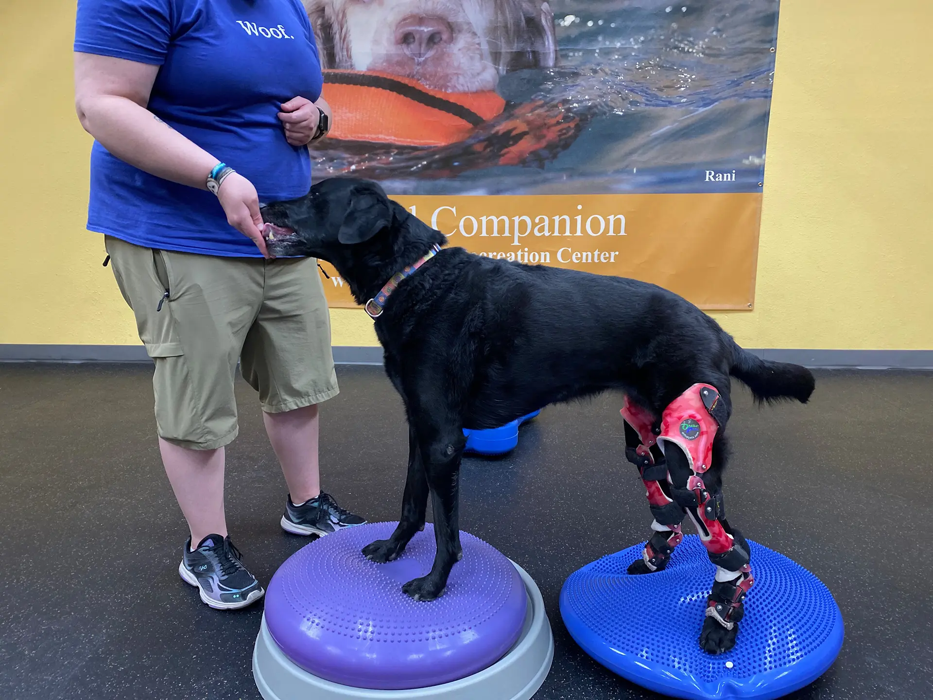 Dog wearing knee braces in a working session