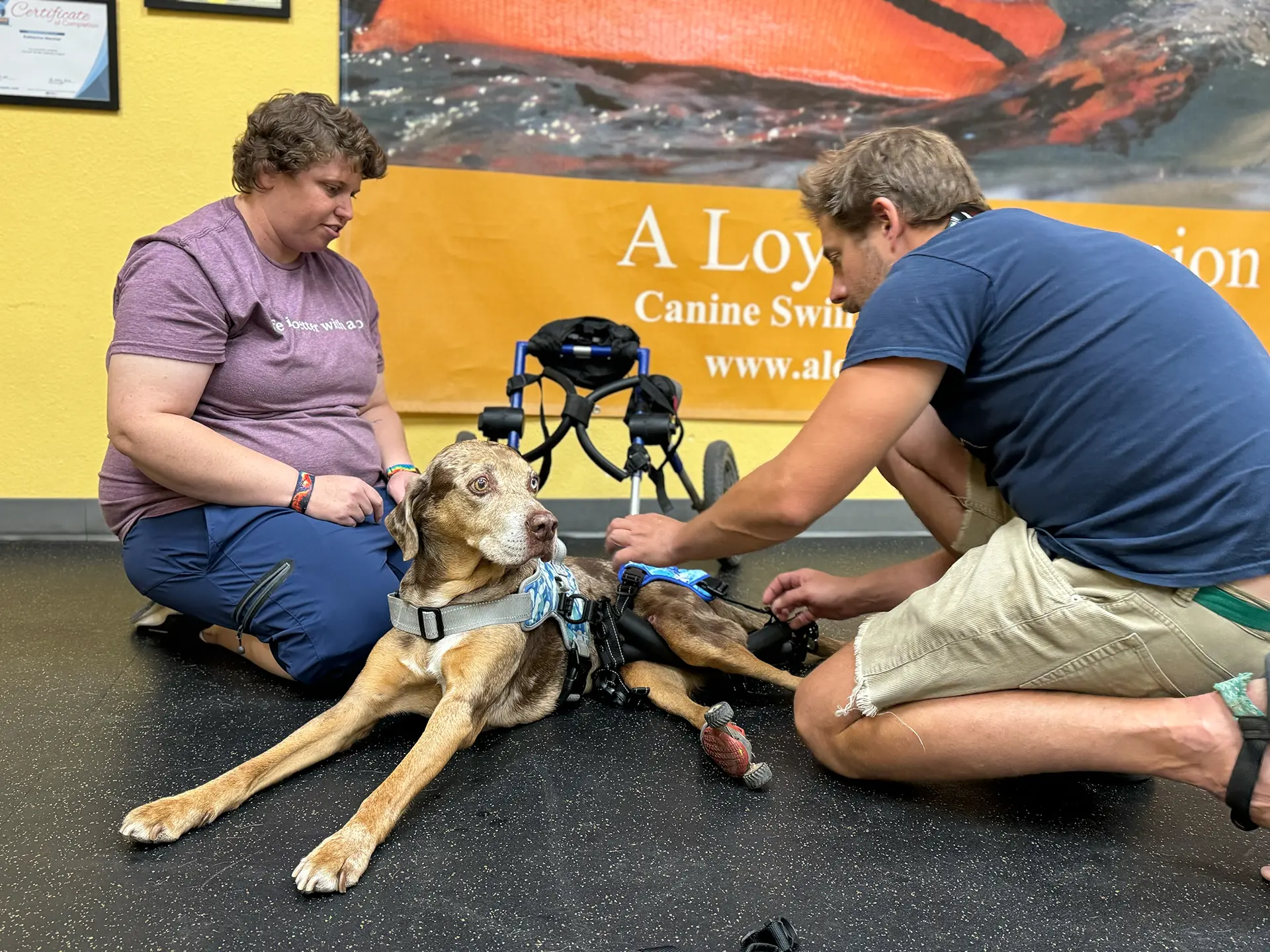 2 people helping a dog with equipment