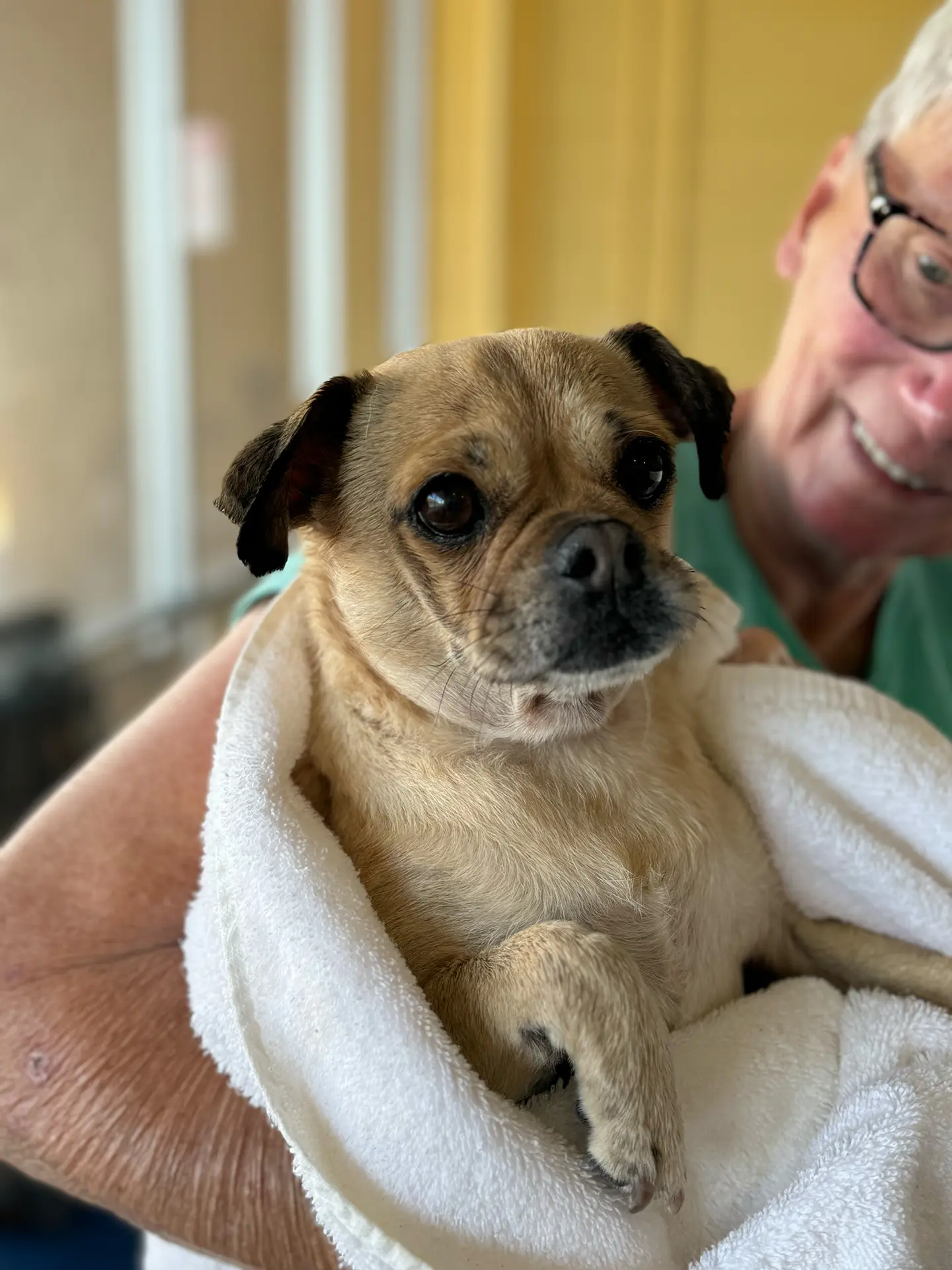 Small dog in a blanket in owners arms
