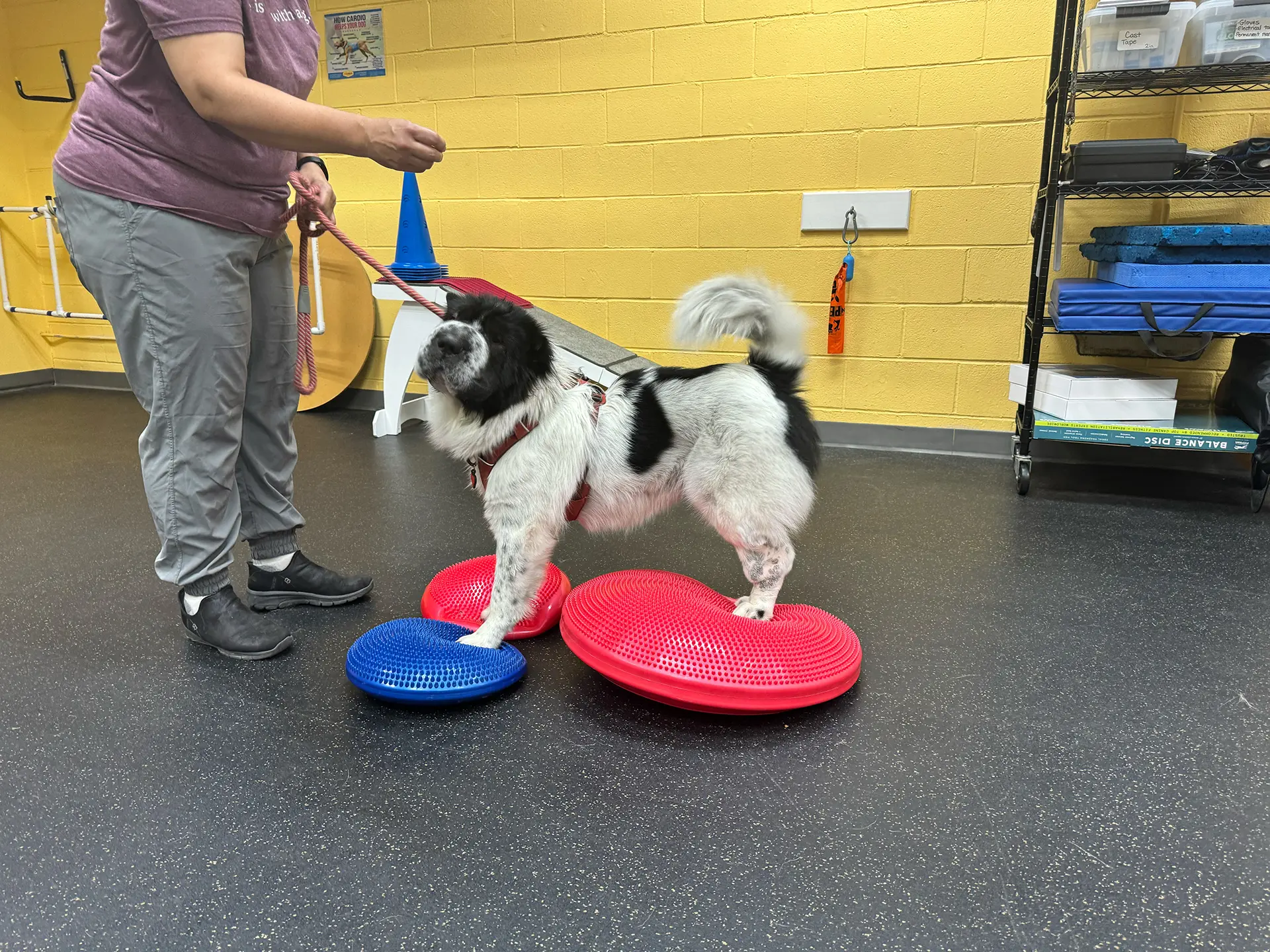 Black and white dog stands on balance pads, focused on trainer’s treat.