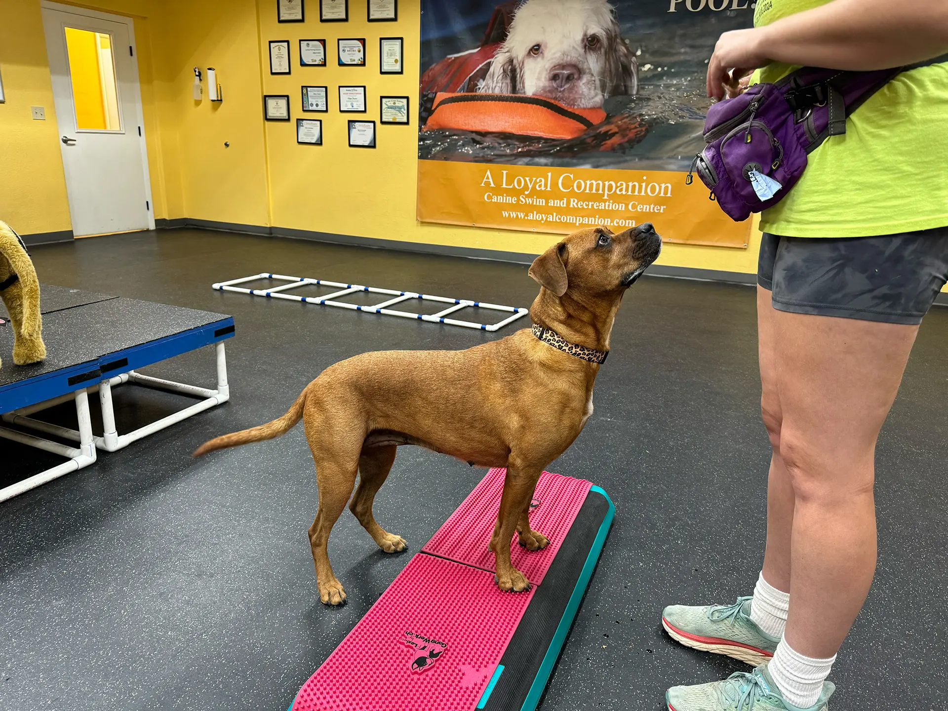Dog on platform watches person holding a treat.