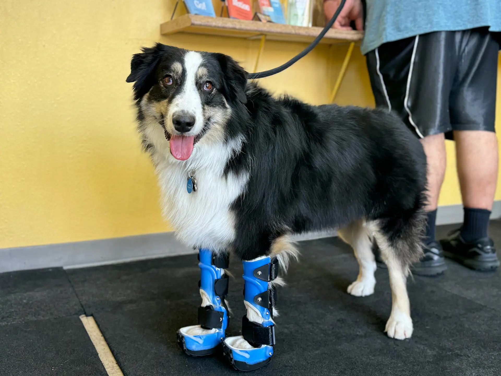 Dog with front limb aids