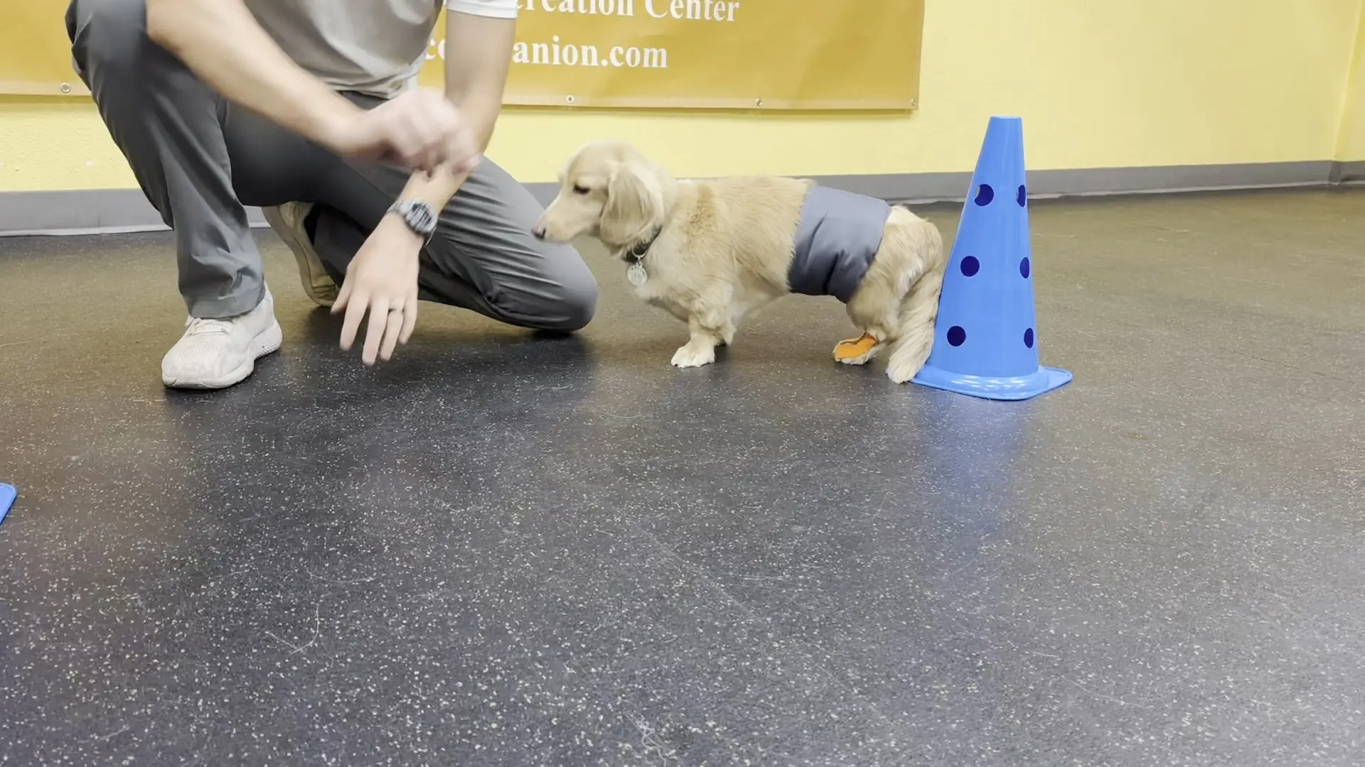 Dog wearing incontinence aid standing by blue cone.