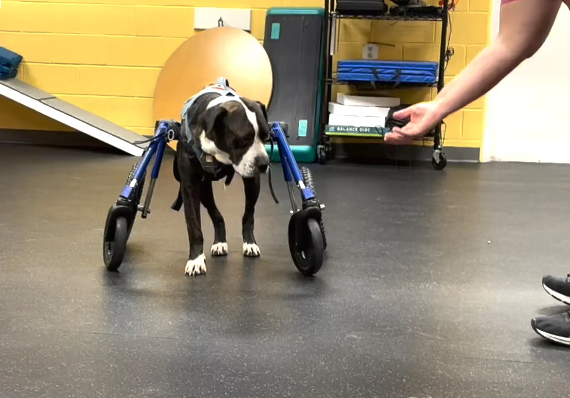 Dog with quad cart during a mobility session