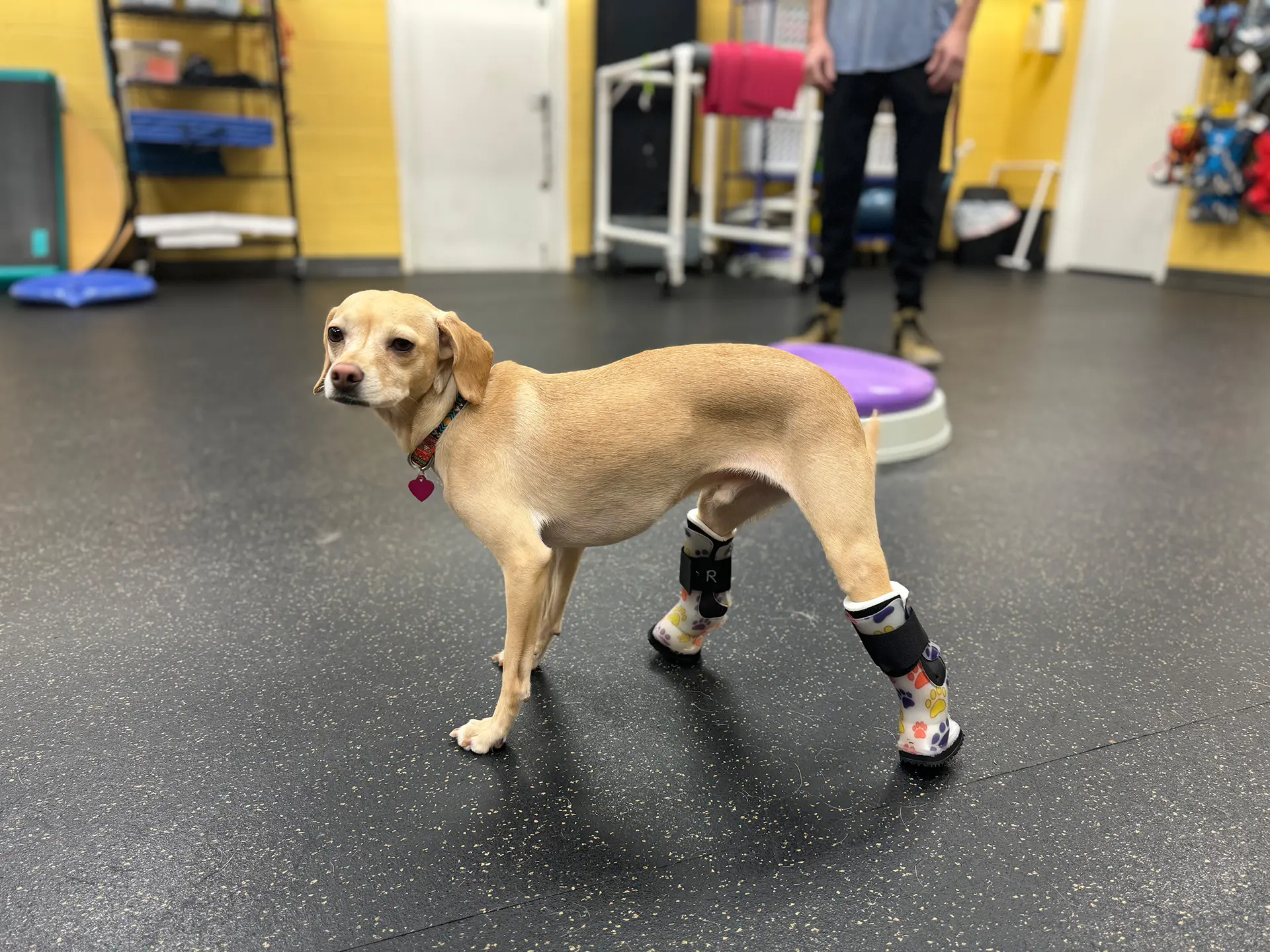 Dog with braces on ankles