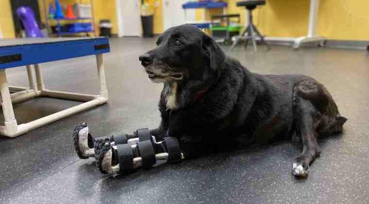 Dog with wrist brace