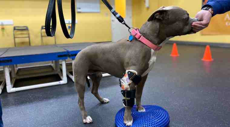 Dog with elbow brace