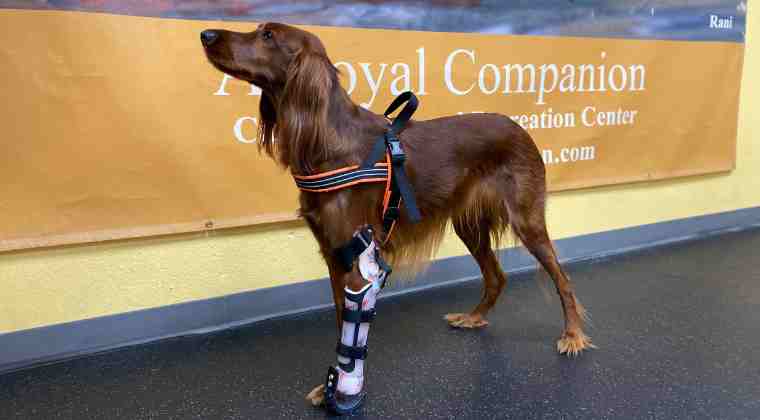 Dog with front limb prosthesis