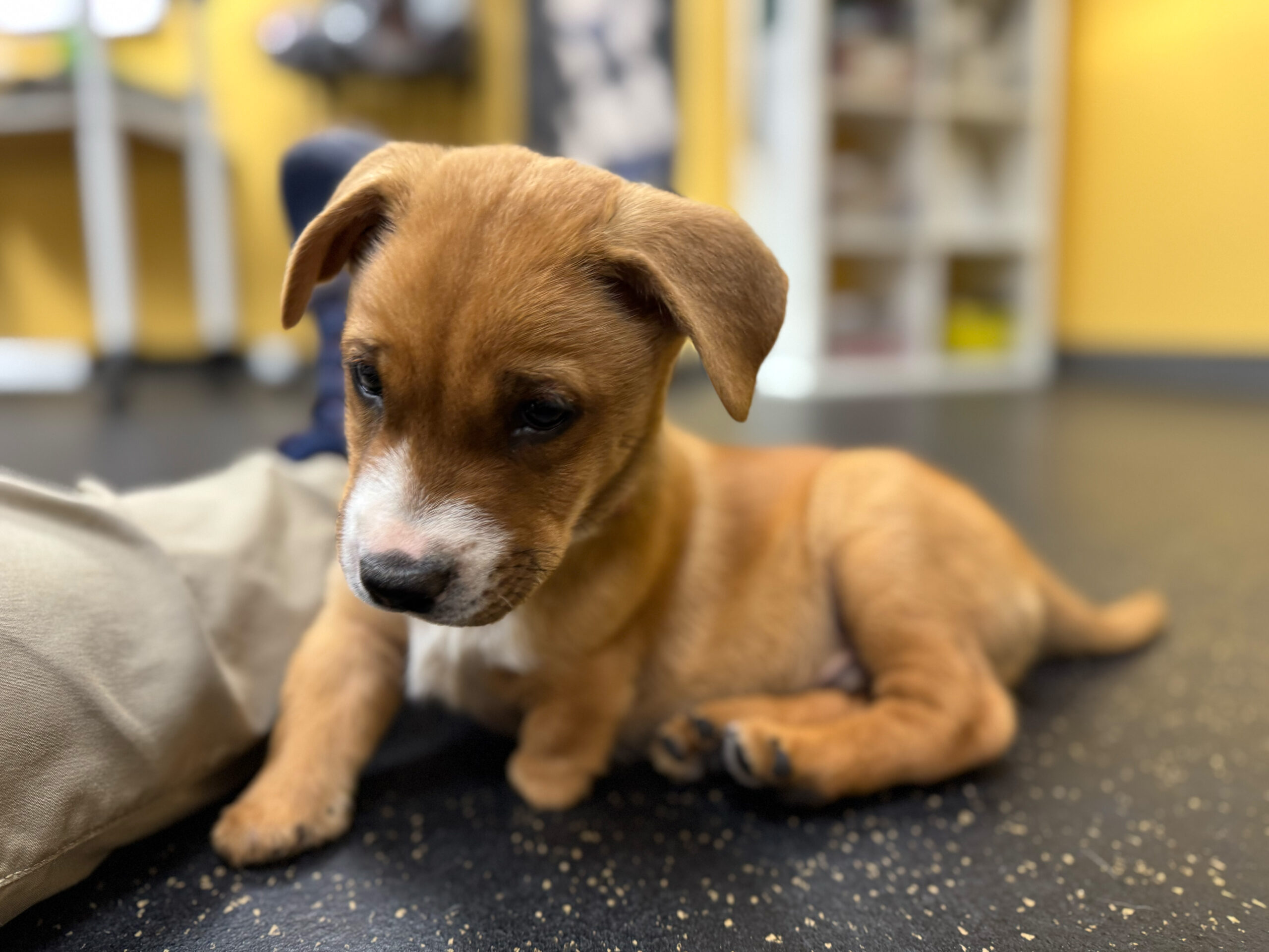 A close-up of a small brown puppy lying on a floor, looking down with a focused expression while surrounded by soft lighting
