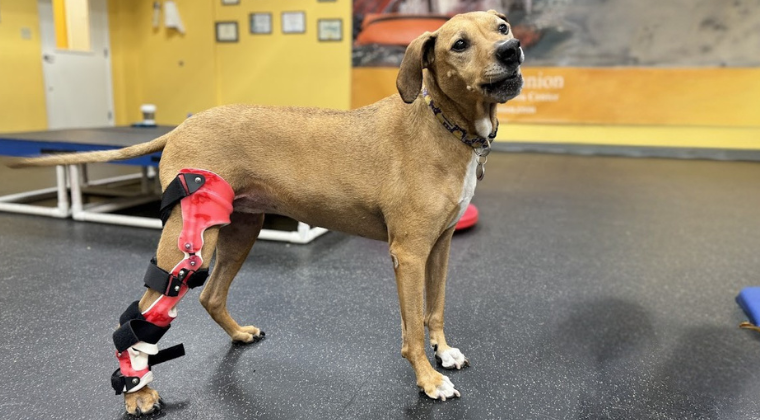 Dog undergoing CCL injury rehabilitation, wearing supportive braces.