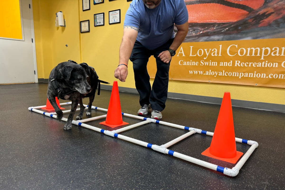 Dog participating in rehabilitation exercises, walking through a cone and hurdle obstacle course with trainer support.