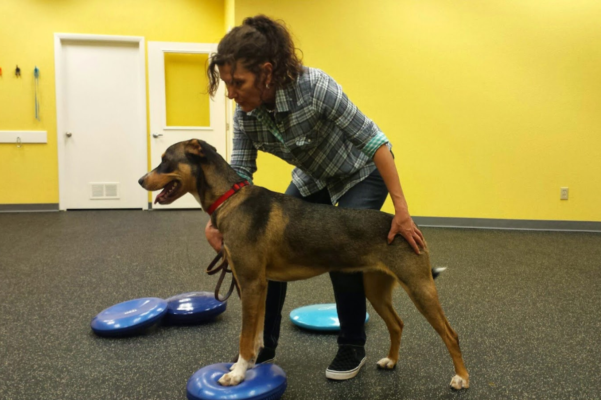 Dog resting after rear limb surgery or injury treatment, with both back legs bandaged