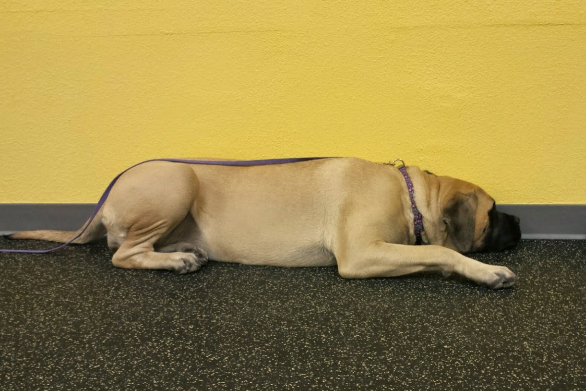 Dog resting, showing early signs of discomfort.