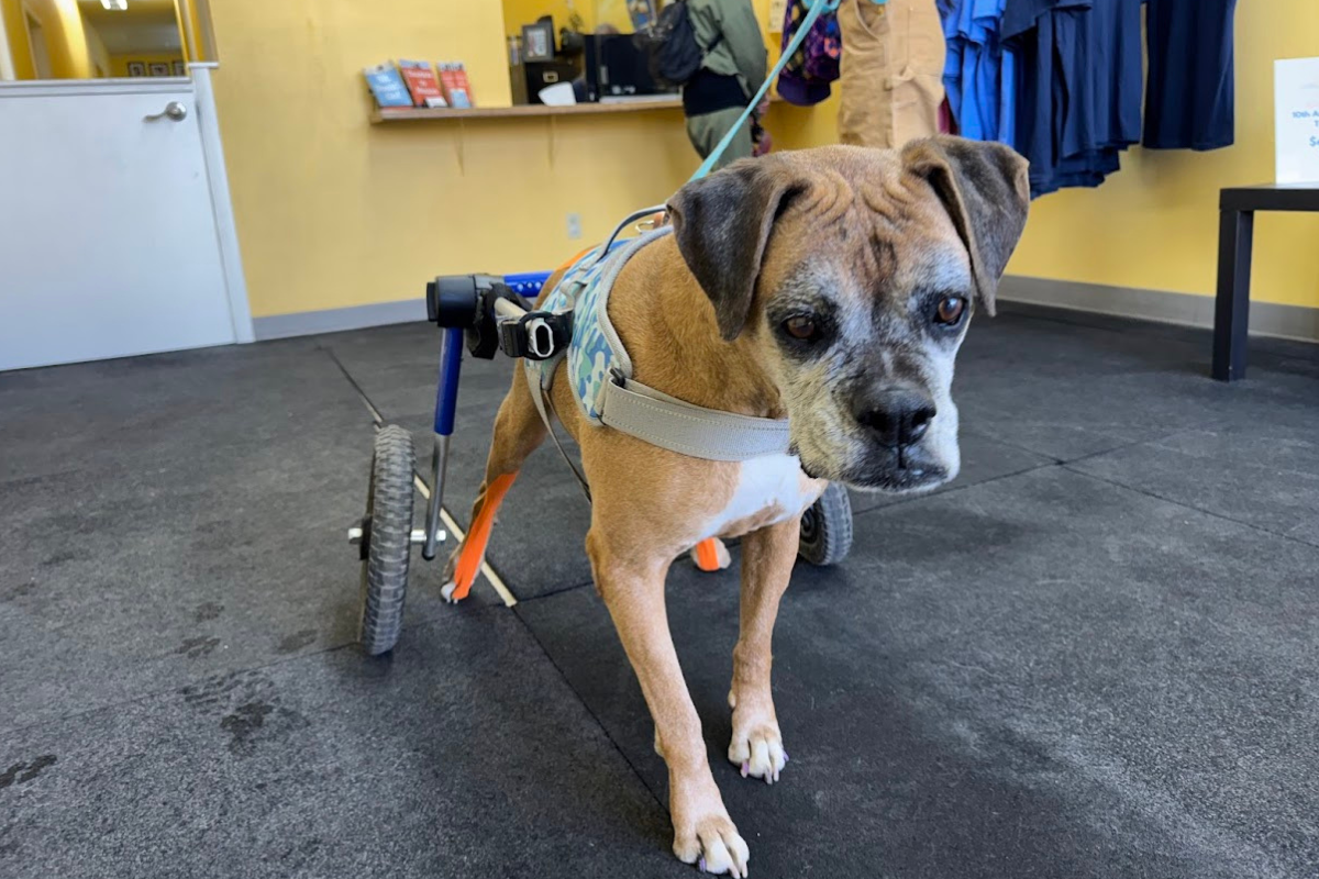 Dog using a mobility cart for support, recovering from joint instability or injury.