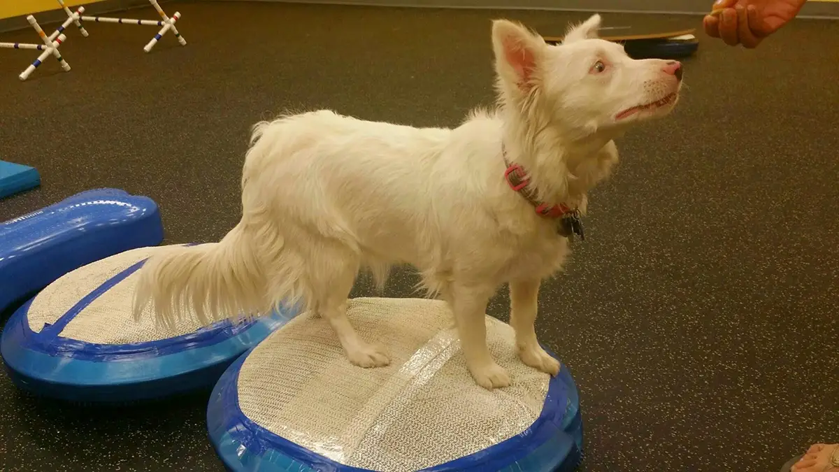A white dog standing on an exercise platform while looking up, with a trainer holding a treat in a canine rehabilitation setting.