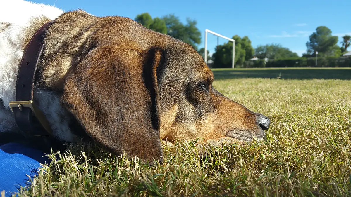 A dog lying on the grass near a soccer field.