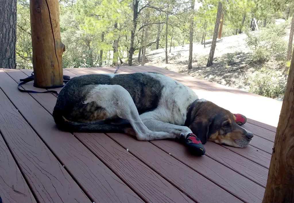 A dog lying on a wooden deck outdoors, wearing protective shoes on its paws.