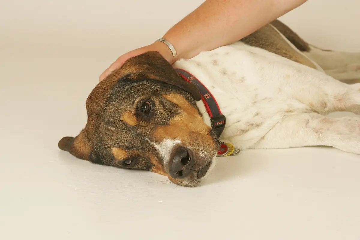 A dog with a worried expression lying on a table while receiving gentle care from a handler.