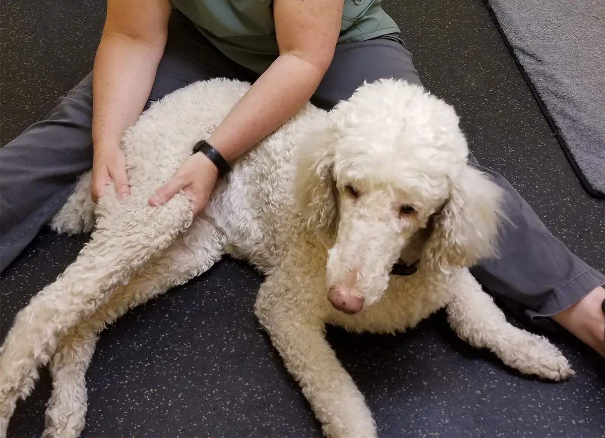 A poodle lying on the floor while receiving a soothing massage from a therapist