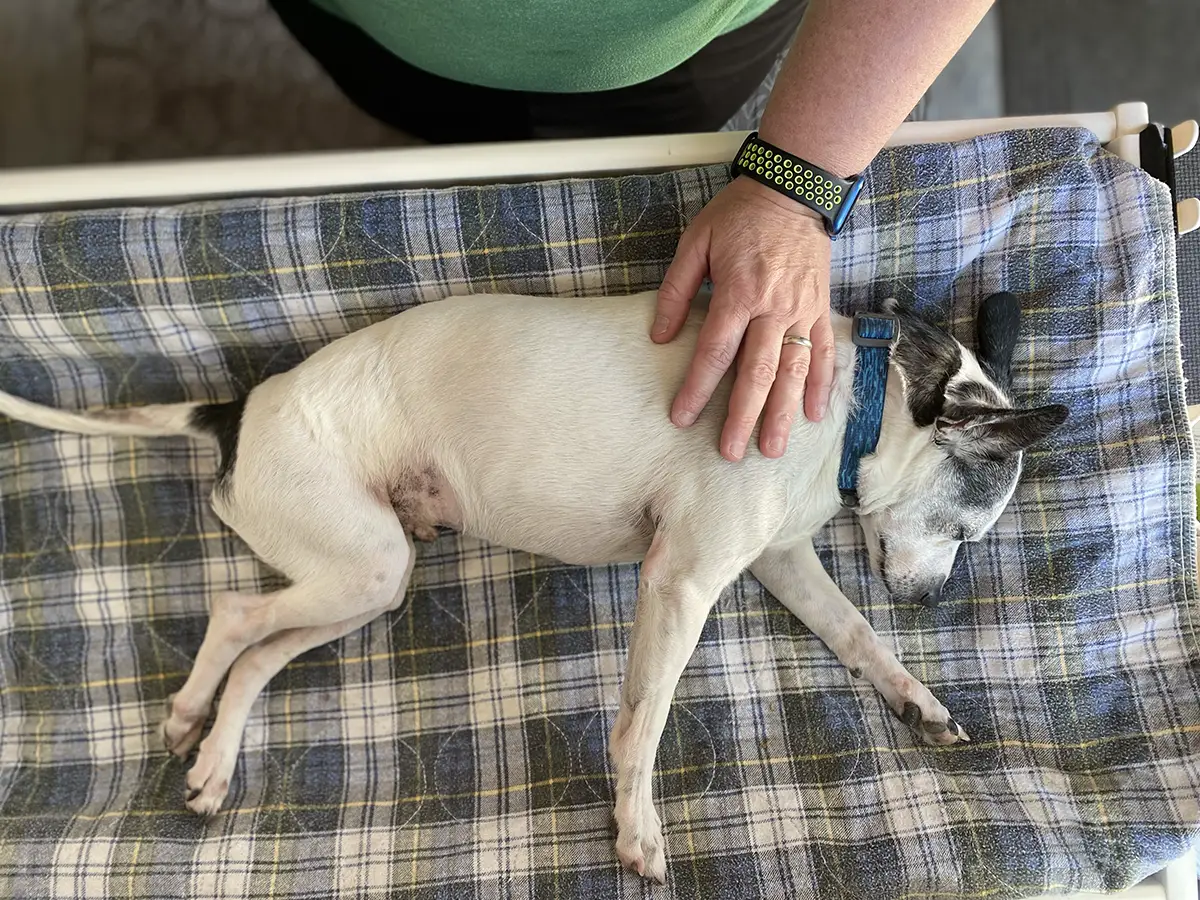 Senior dog receiving a massage