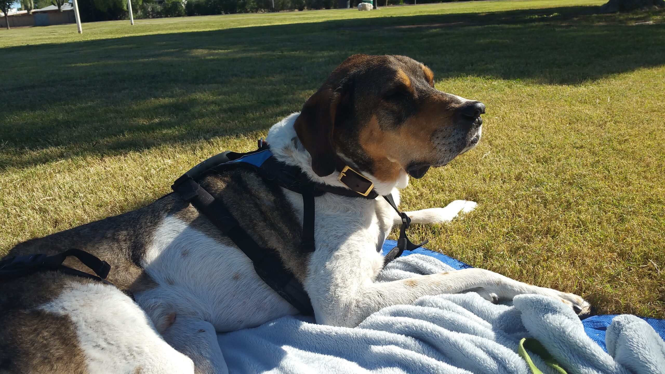 Dog laying on blanket in grass