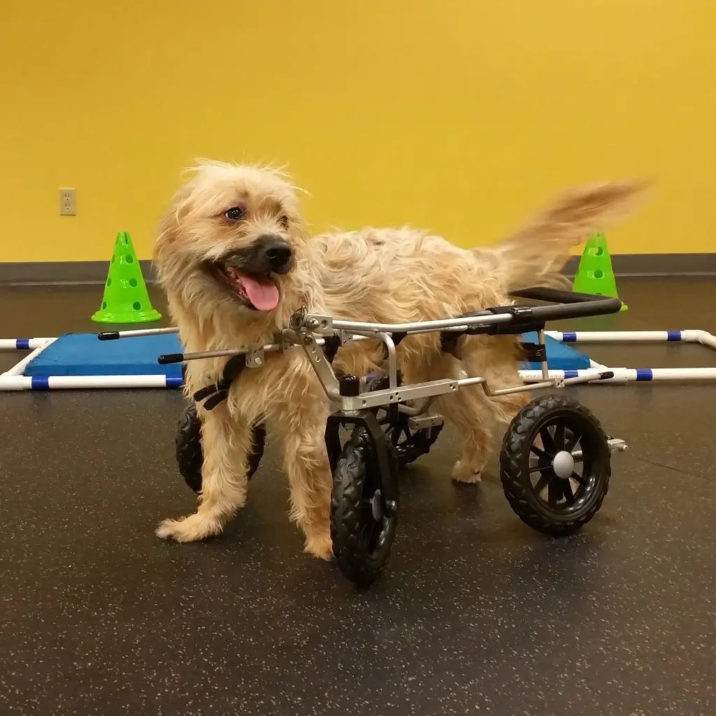 A quad cart for a dog