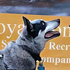 Blue Heeler dog smiling while receiving mobility support