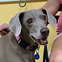 Dog with a collar and harness, happy during training