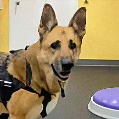 Dog wearing a mobility harness and standing in a training space