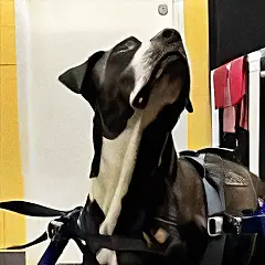 Great Dane with a mobility harness, looking up during rehabilitation