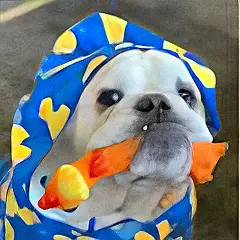 Pug wearing a hoodie and holding a toy, ready for mobility training