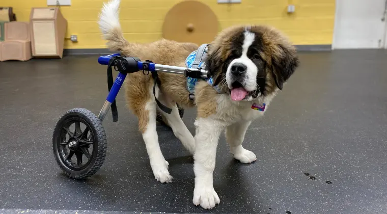 St. Bernard dog with adjustable rear wheel cart.
